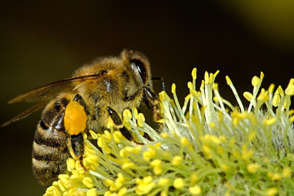 Ohne Bienen geht es Menschen, Natur, Umwelt und Tieren schlecht. Bienen bedürfen des Schutzes